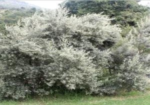 PEARLY BEACH BEWAREA CONSERVANCY
